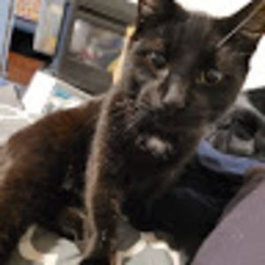 Meet your Posher, Samantha